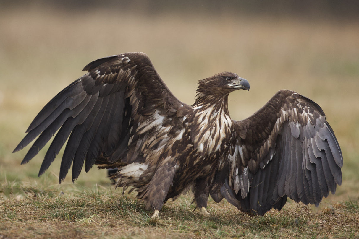 White-tailed eagle Poster och Canvastavla