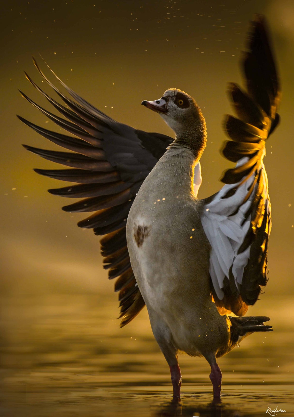 Öppet hjärta poster