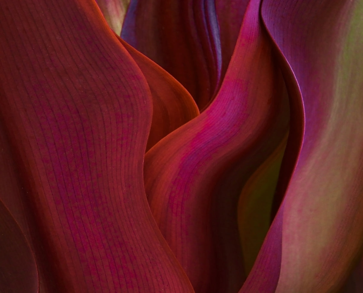Shades of Maui in Spring Poster och Canvastavla
