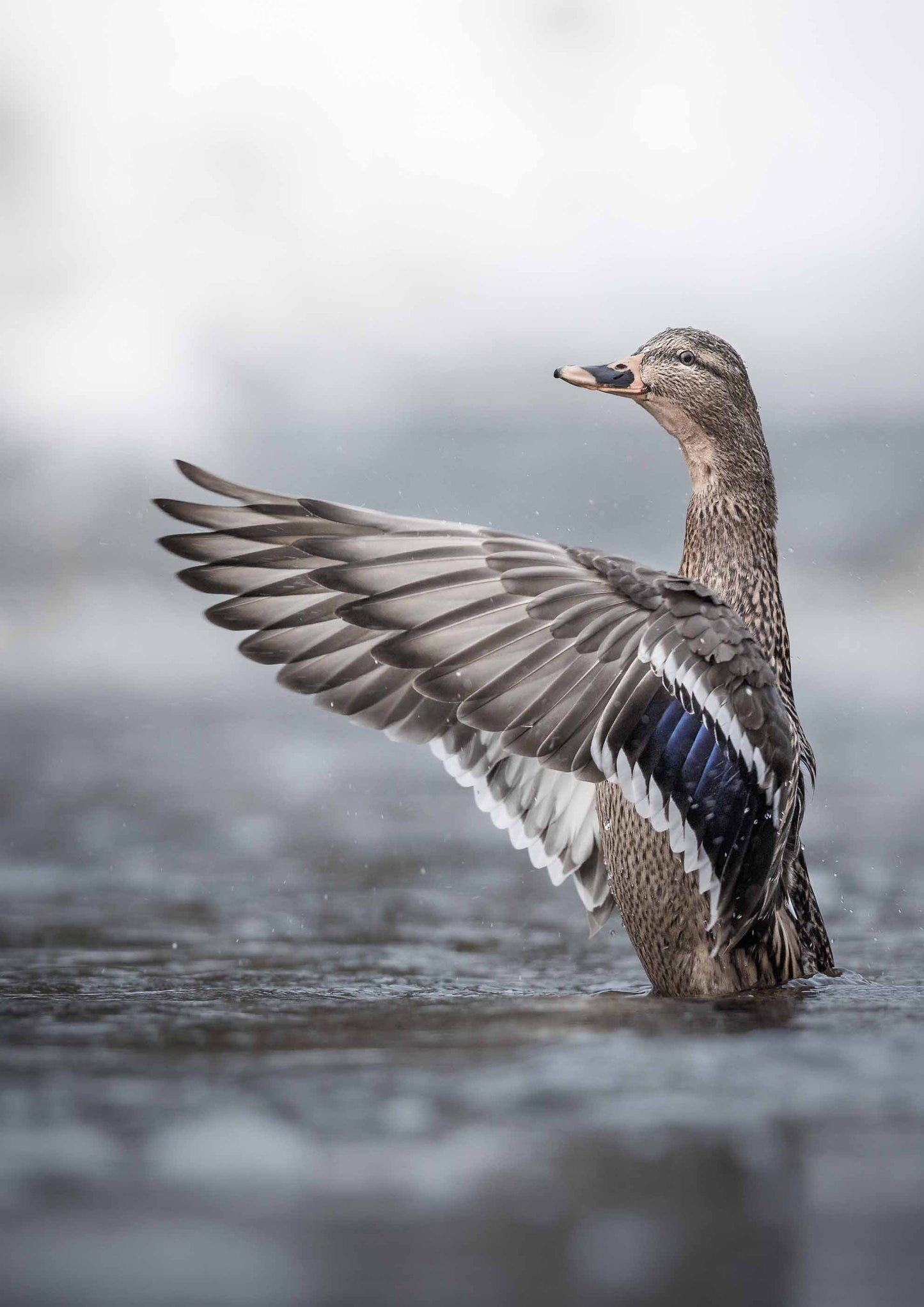 Gräsandhona med utsträckta vingar poster