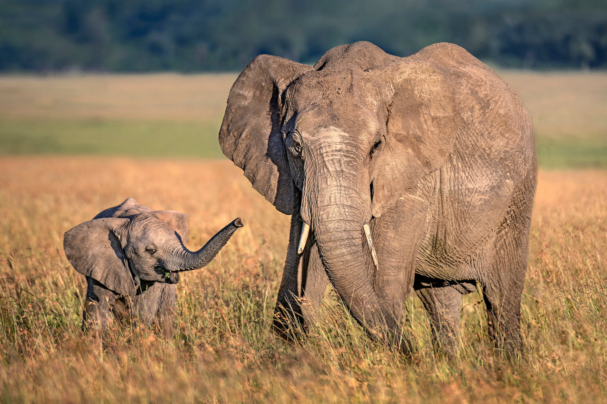 Mom elephant with calf Poster och Canvastavla