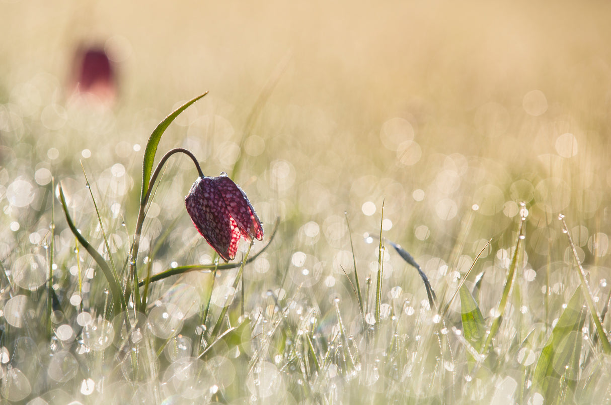 Morningdew Poster och Canvastavla