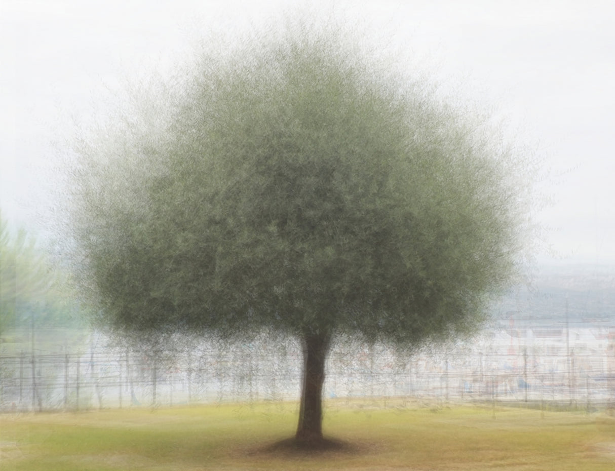 Tree in Croatia Poster och Canvastavla