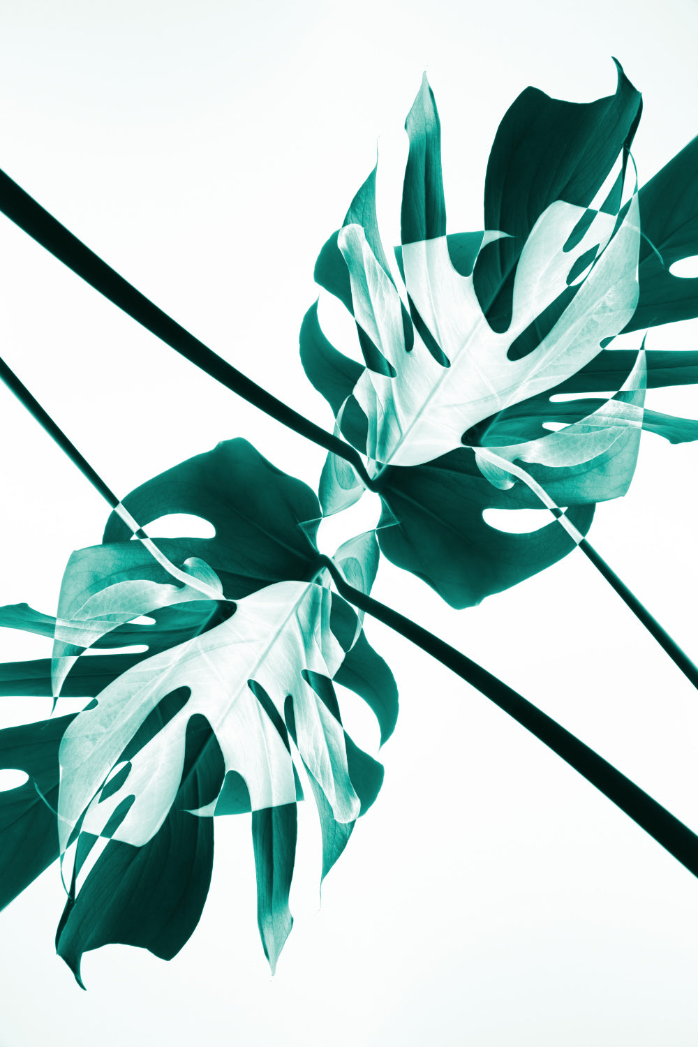 Monstera Kaleidoscope 08 Poster och Canvastavla