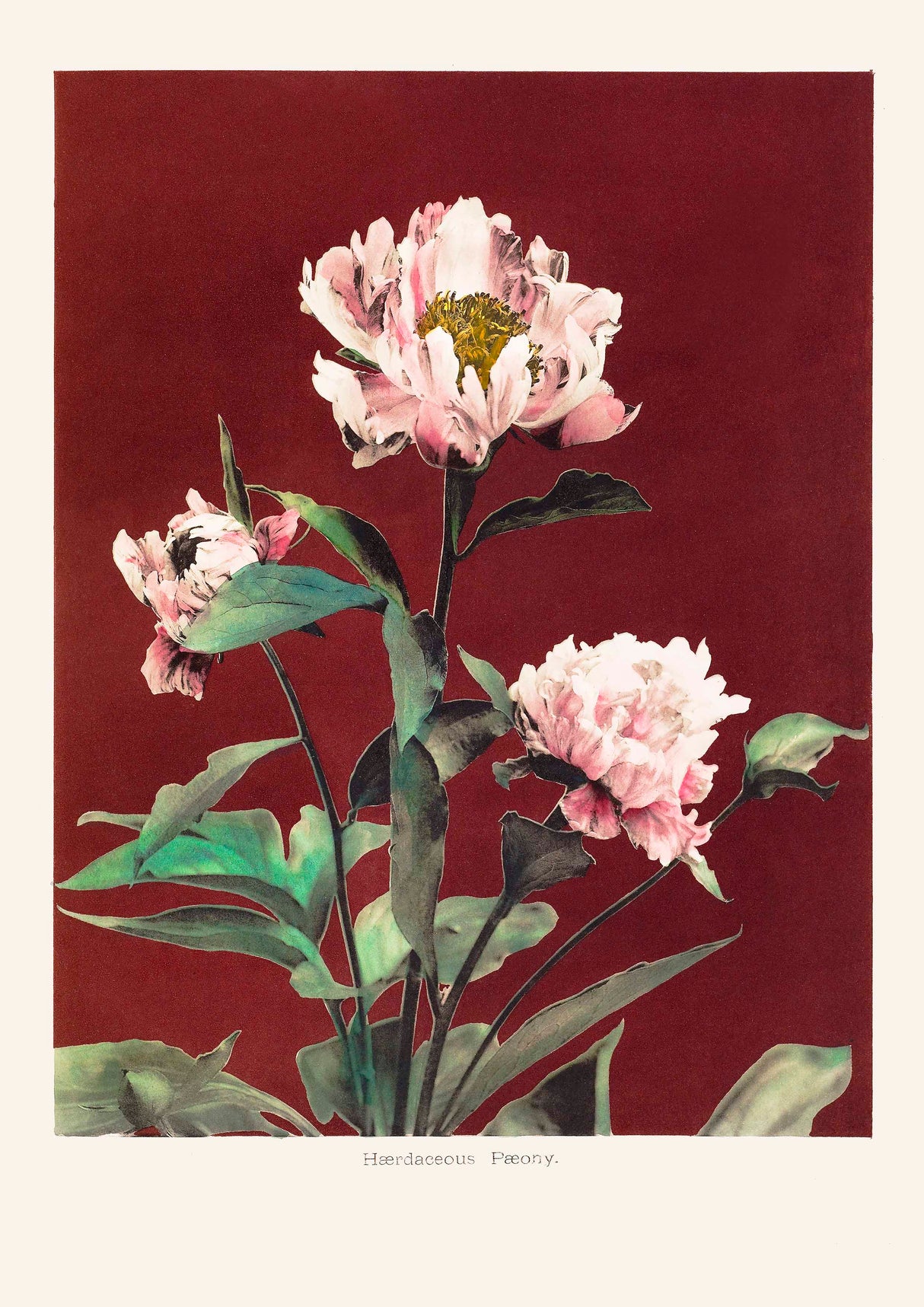 HAbrdaceous Peony poster