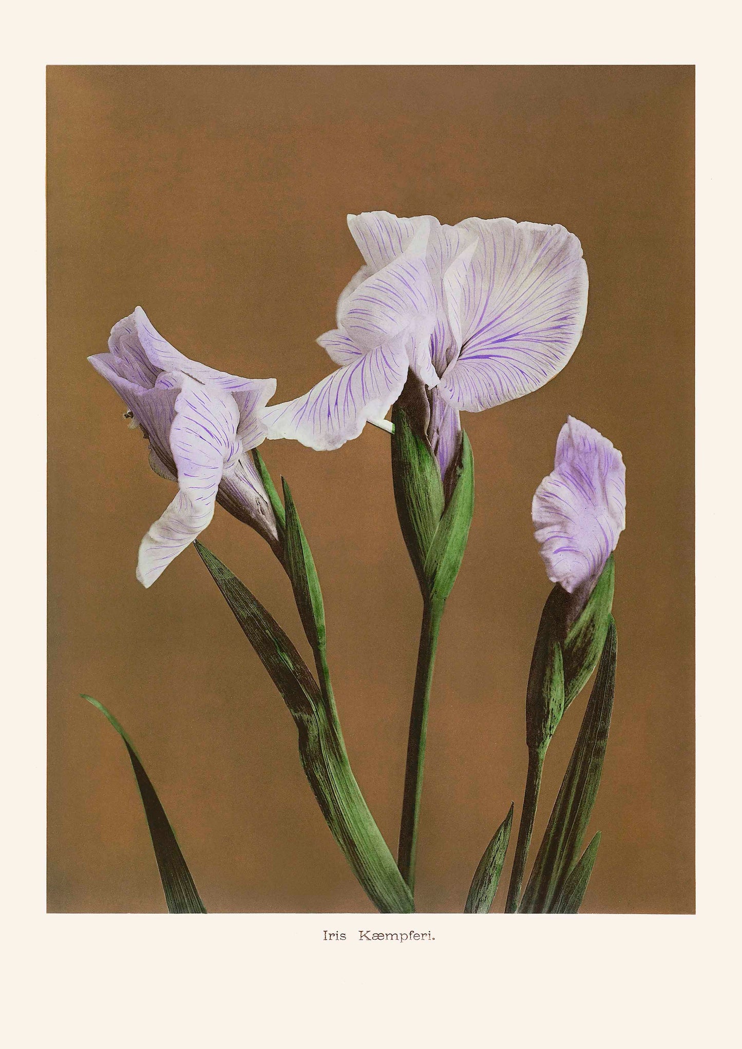 Iris KAbmpferi poster
