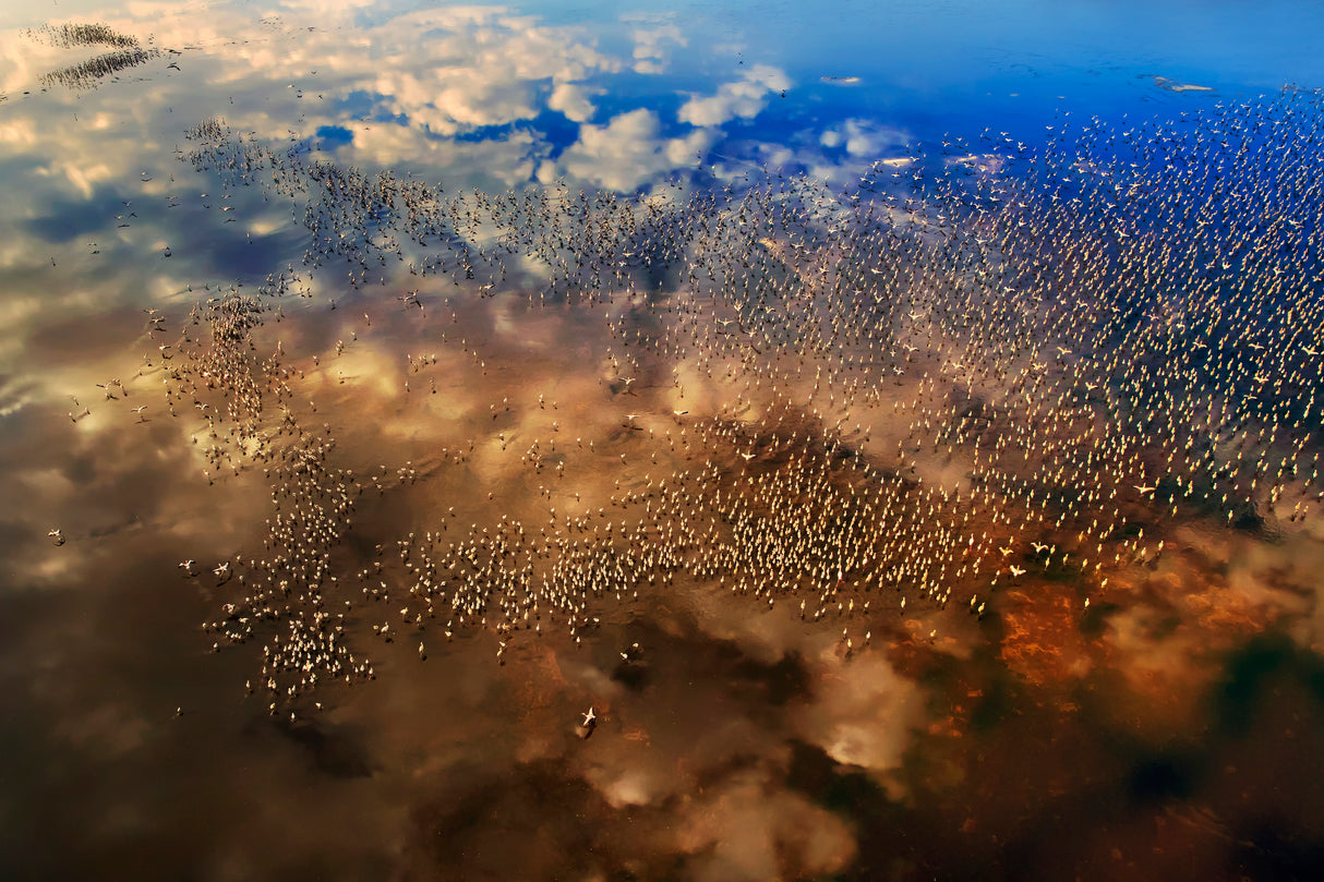 Flamingos over the clouds Poster och Canvastavla