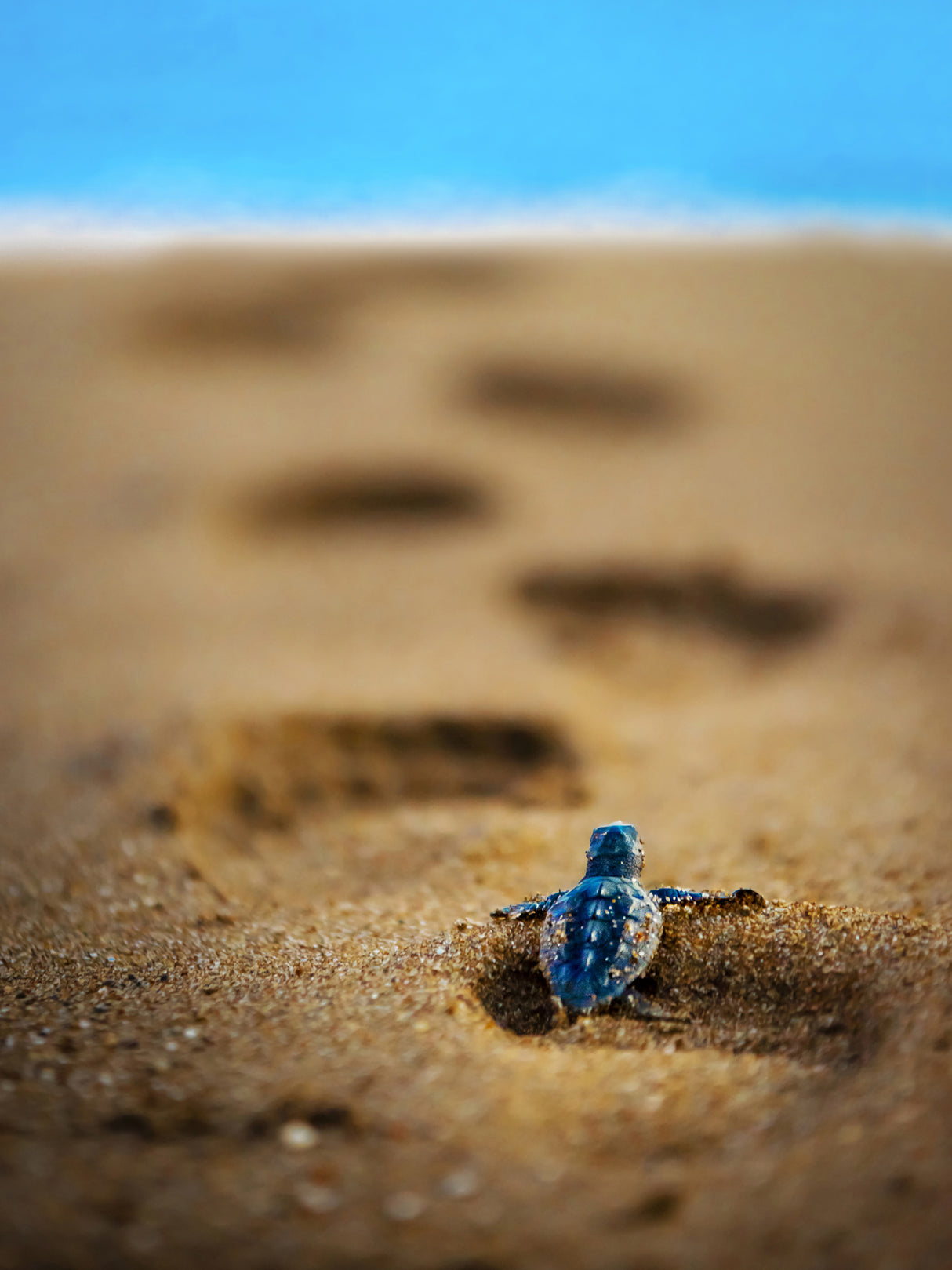 caretta caretta Poster och Canvastavla