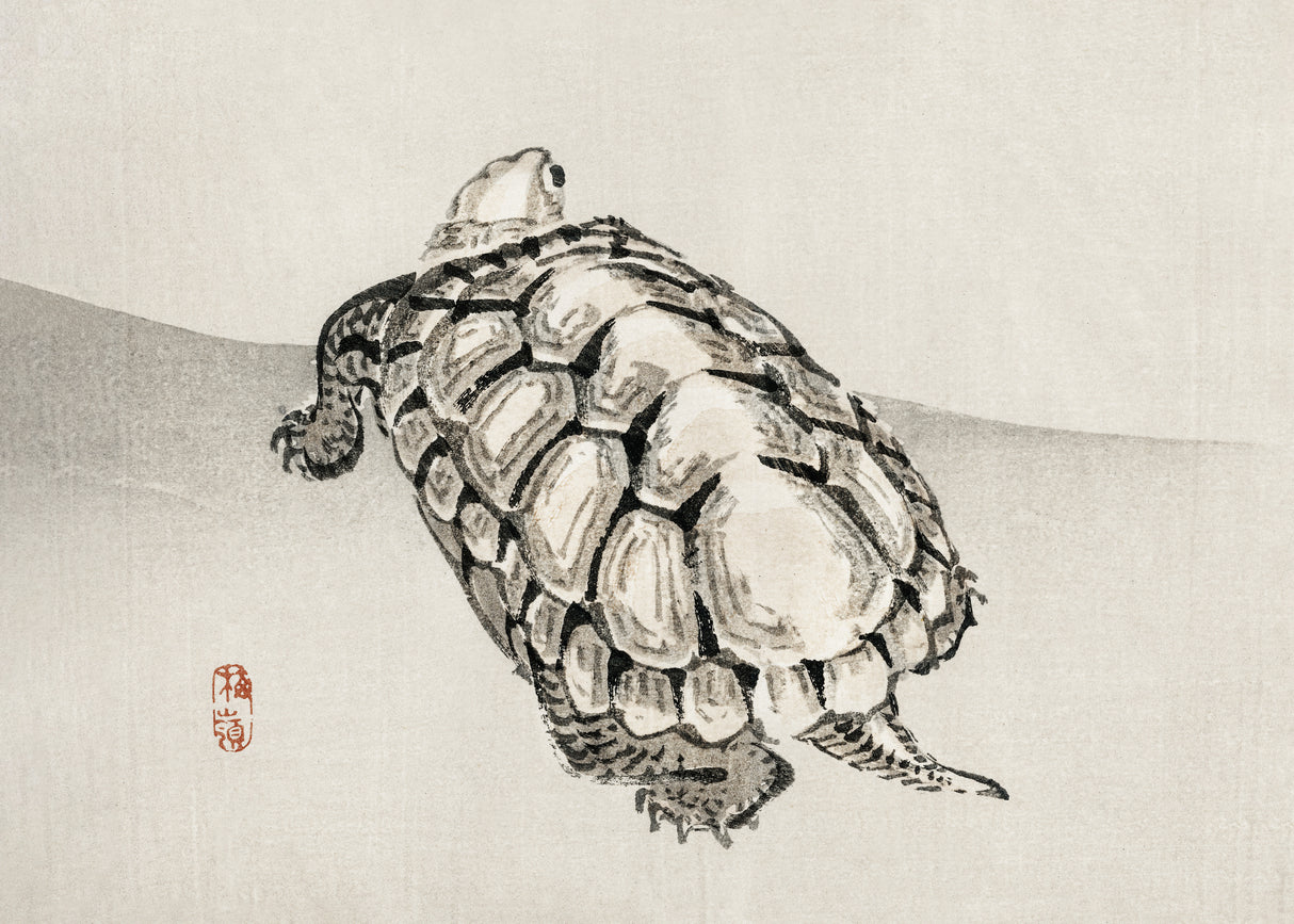 Turtle Poster och Canvastavla