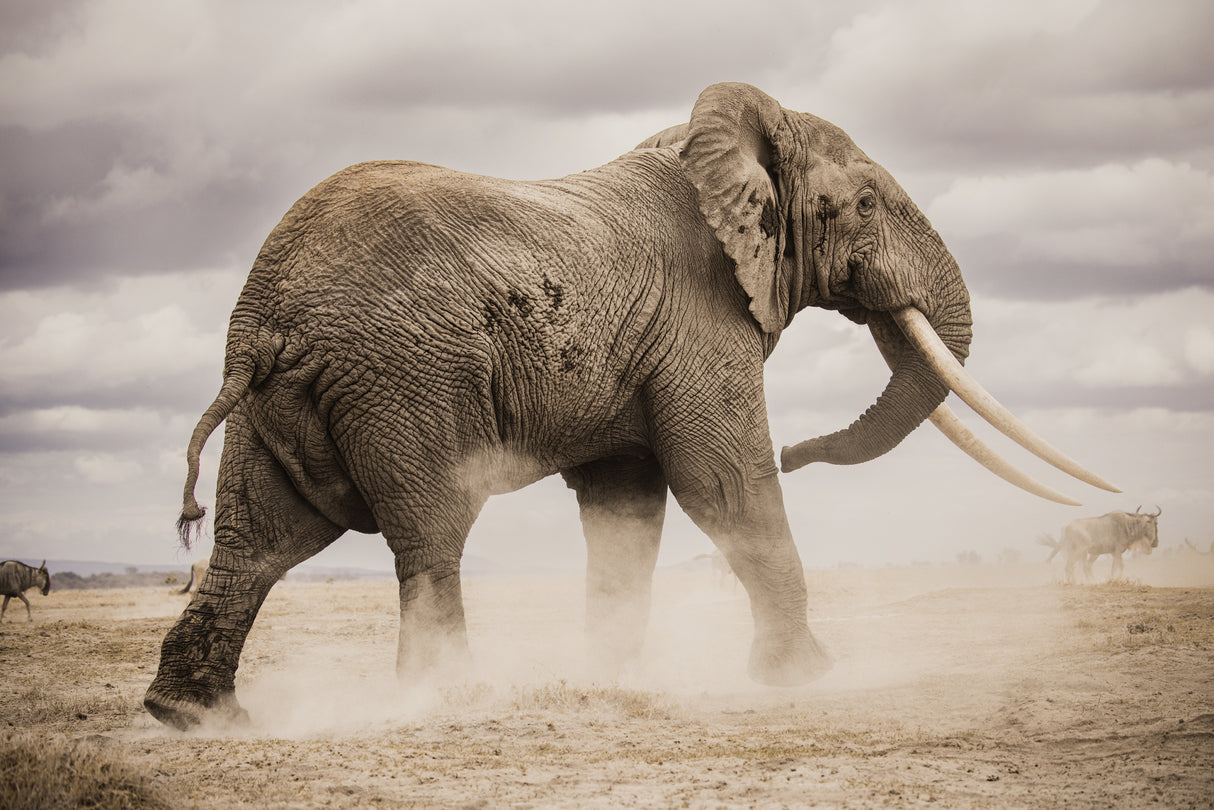 Dust Poster och Canvastavla