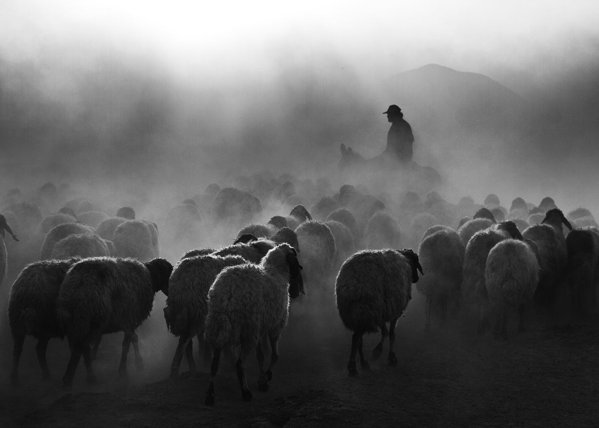 shepherd Poster och Canvastavla