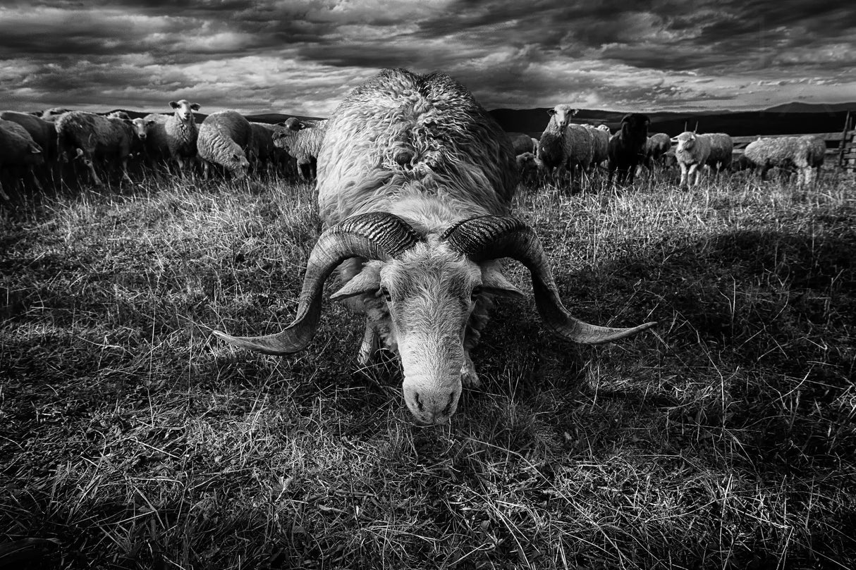 Face to face Poster och Canvastavla