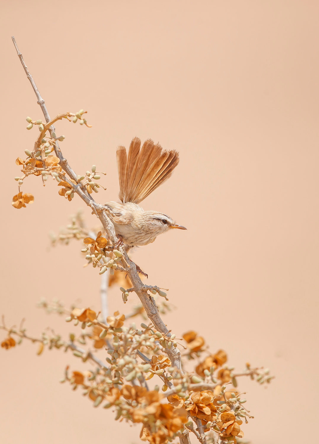 Scrub Warbler Poster och Canvastavla