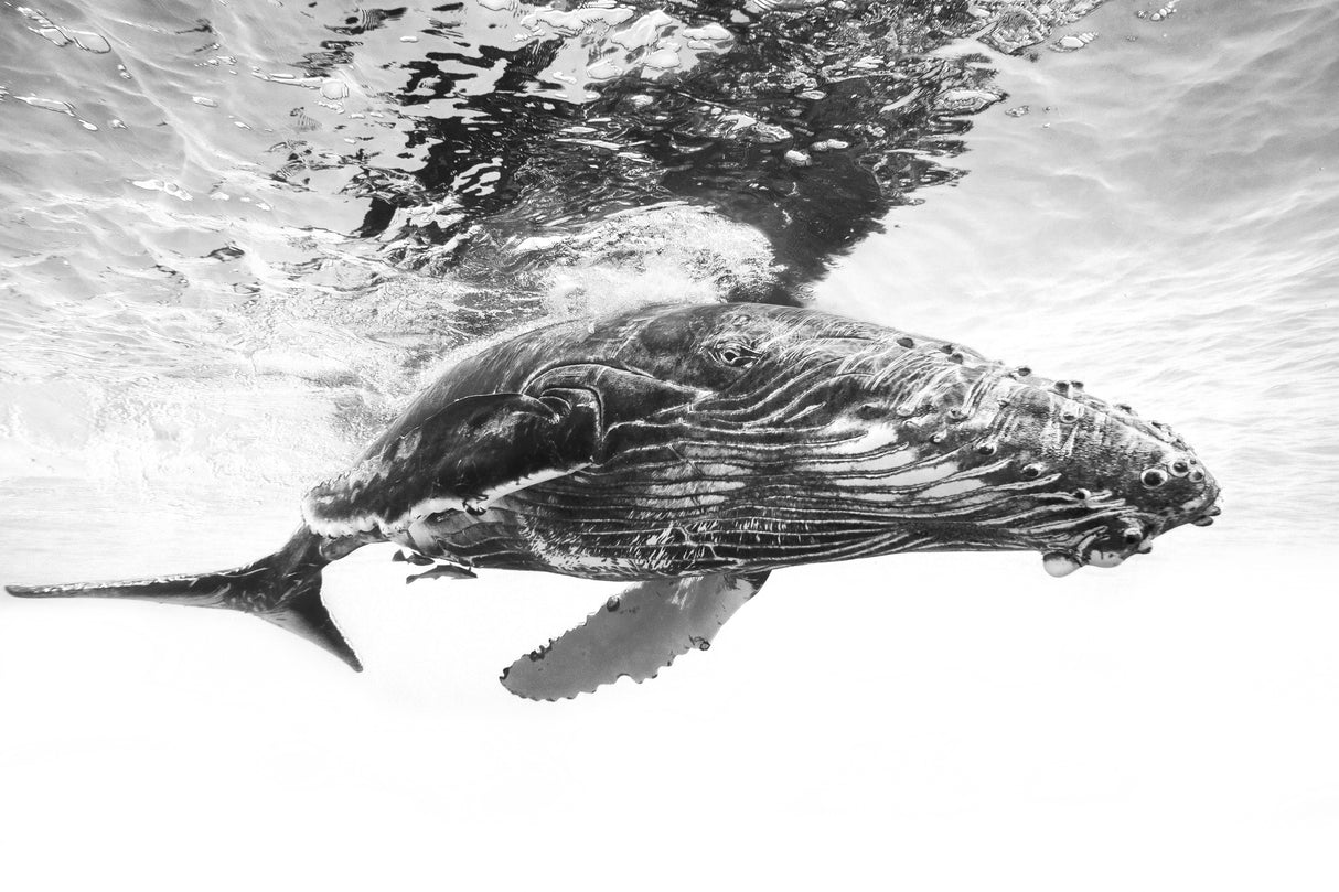 Humpback whale calf Poster och Canvastavla