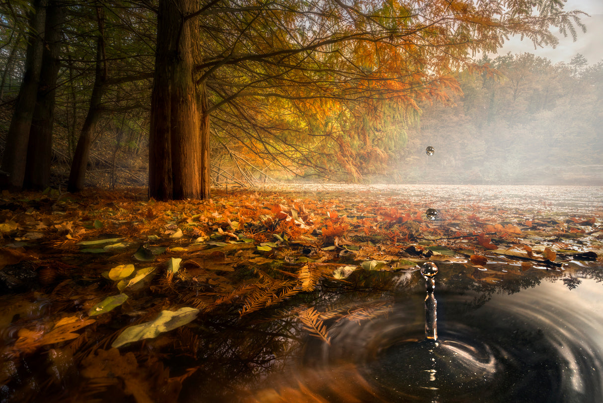 Drops between the autumn colors Poster och Canvastavla