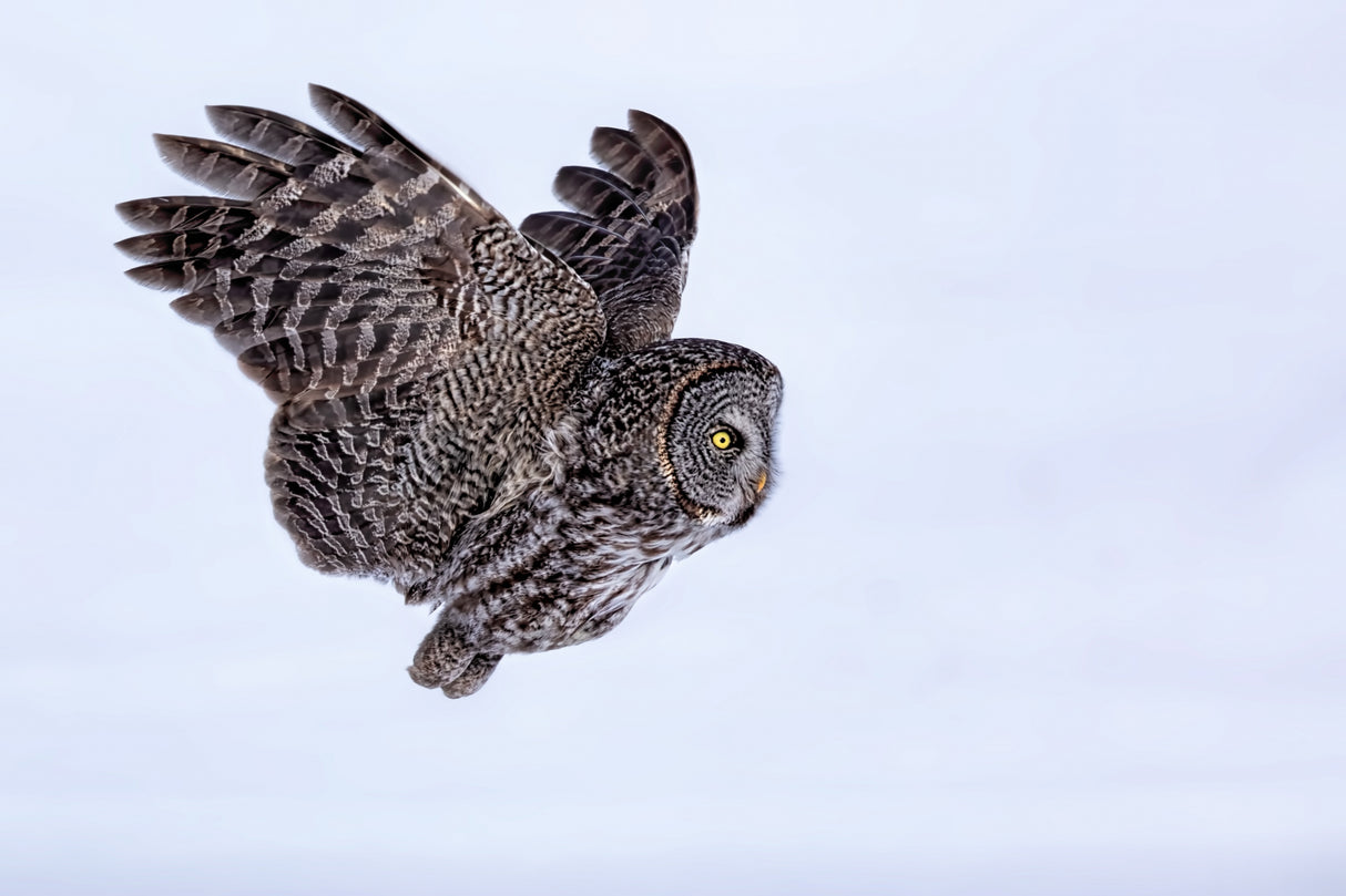 Great Grey Owl Poster och Canvastavla