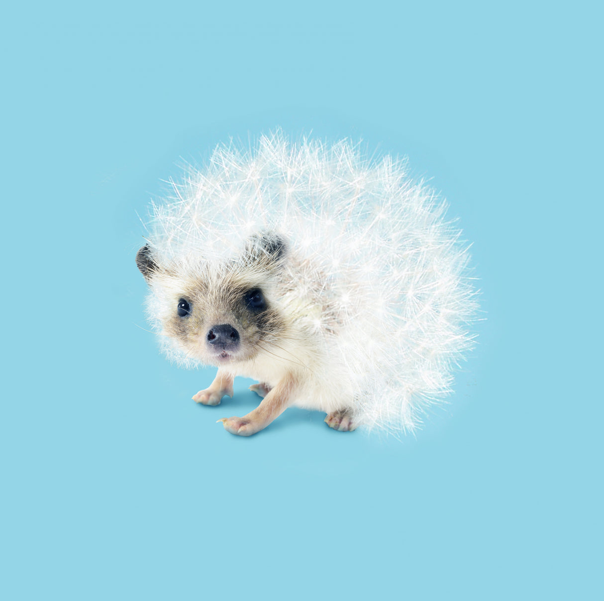 Prickly Like Dandelion Poster och Canvastavla