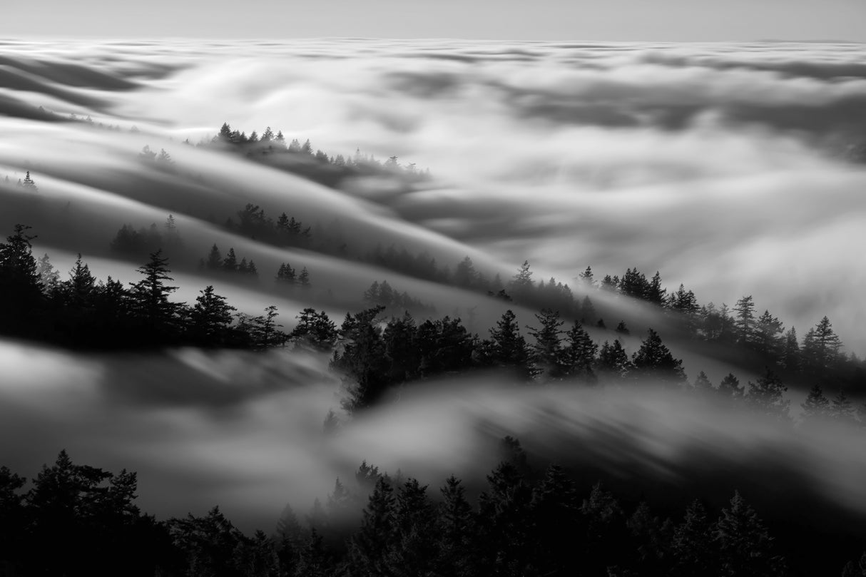 Bathing in the fog Poster och Canvastavla