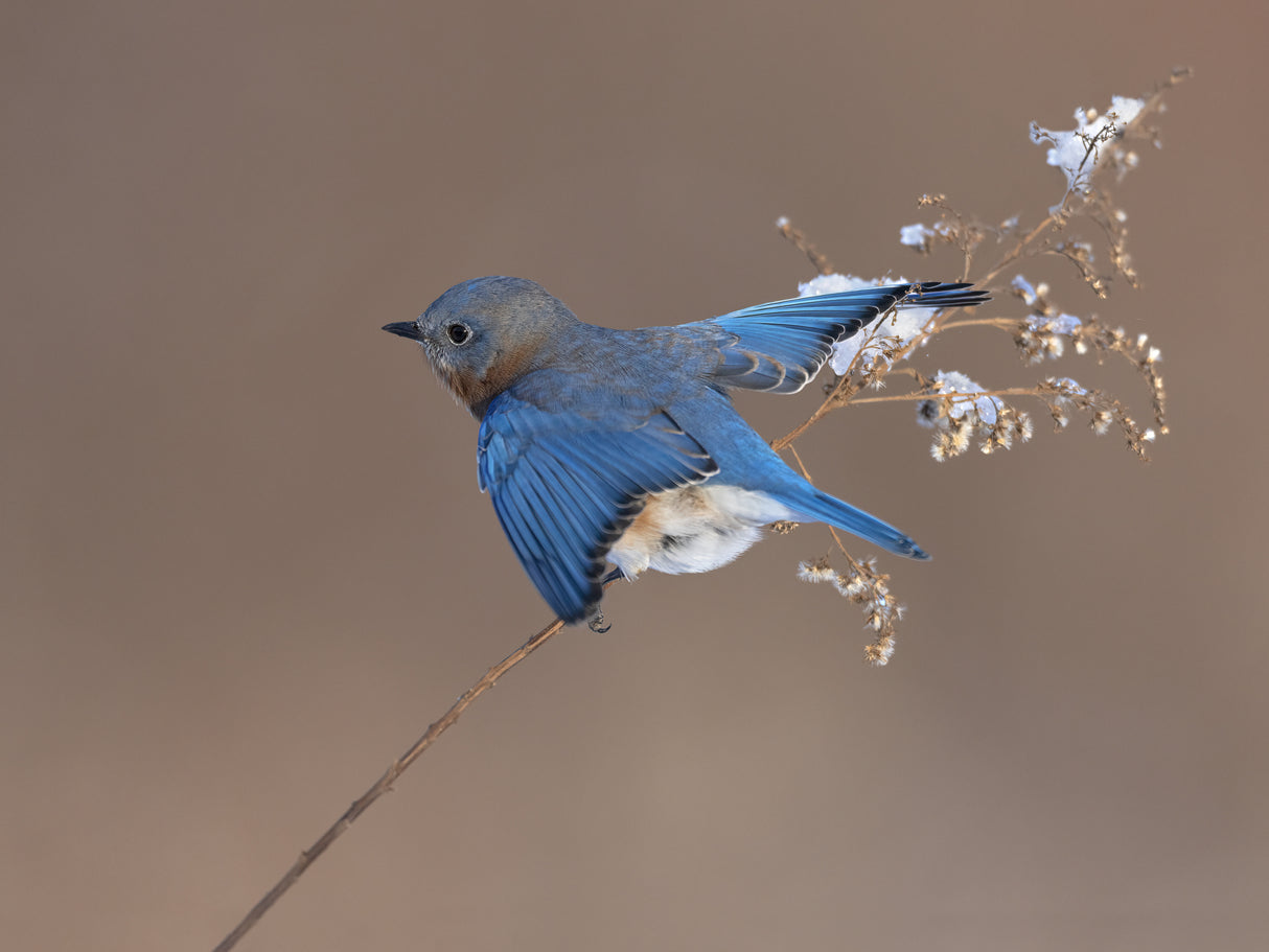 Bluebird on dry grass in winter Poster och Canvastavla