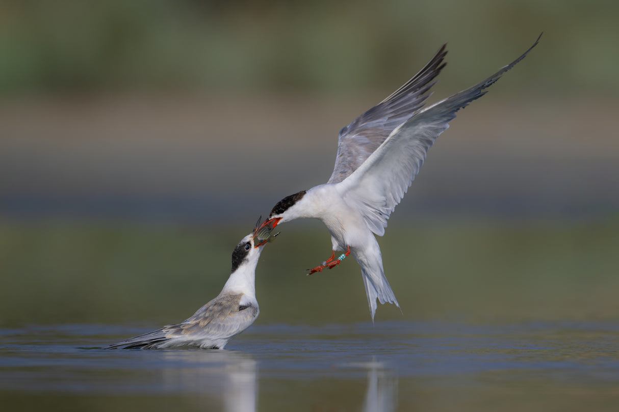 common Tern Poster och Canvastavla