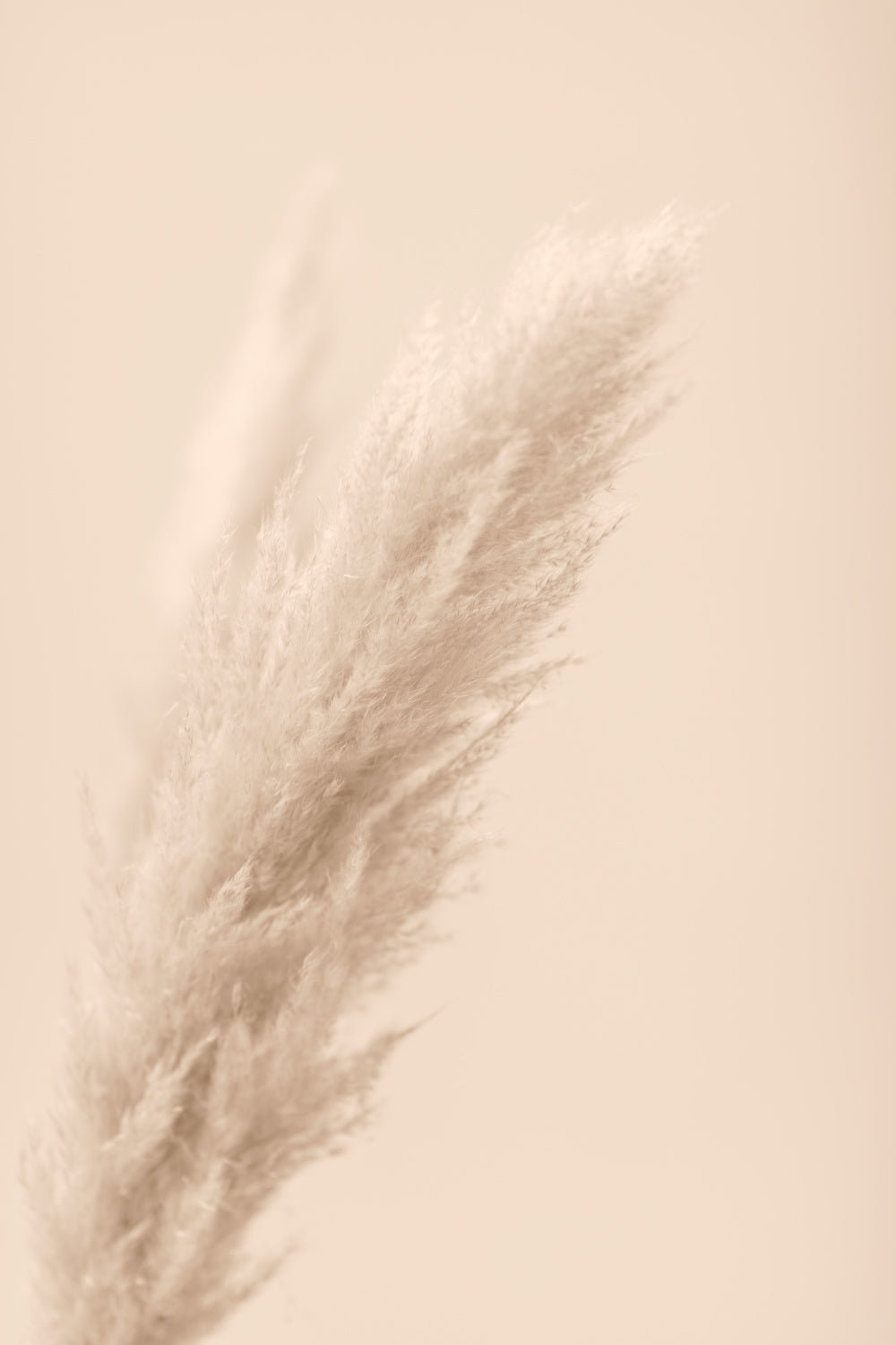 Pampas Grass Beige 07 Poster och Canvastavla
