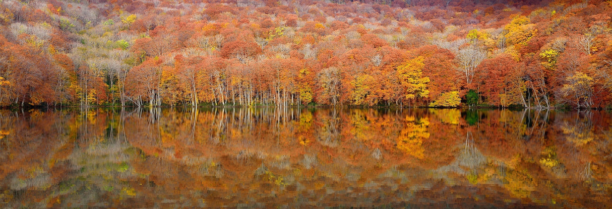 glowing autumn Poster och Canvastavla