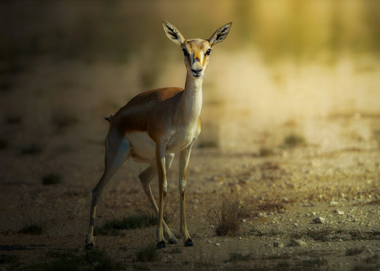 Persian Gazelle! Poster och Canvastavla