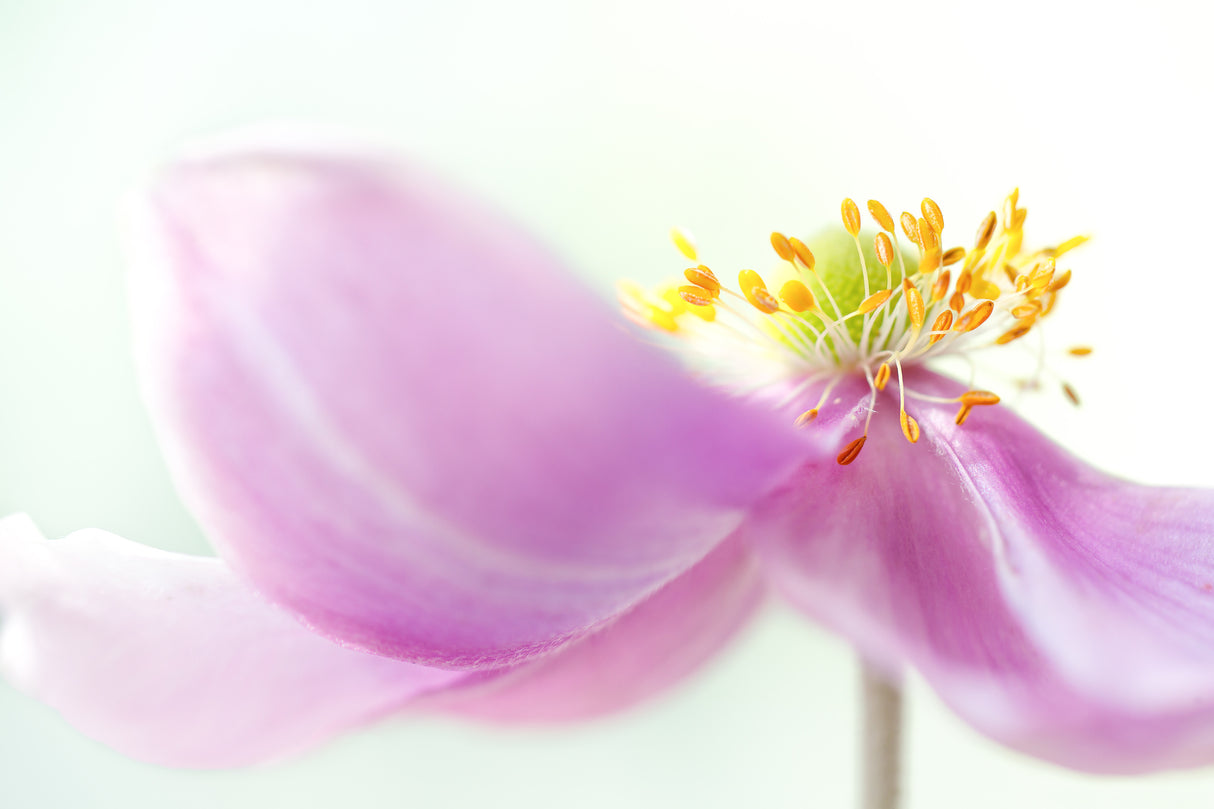 *Anemone* Poster och Canvastavla
