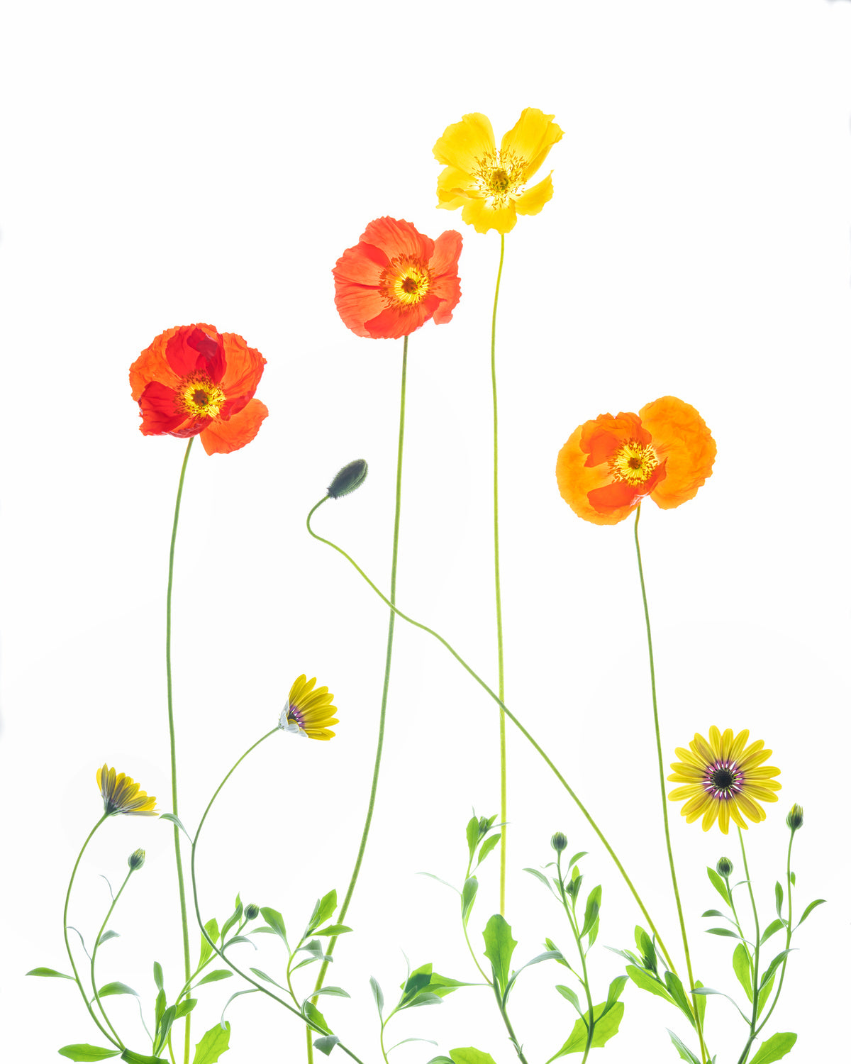 Flowers Poster och Canvastavla