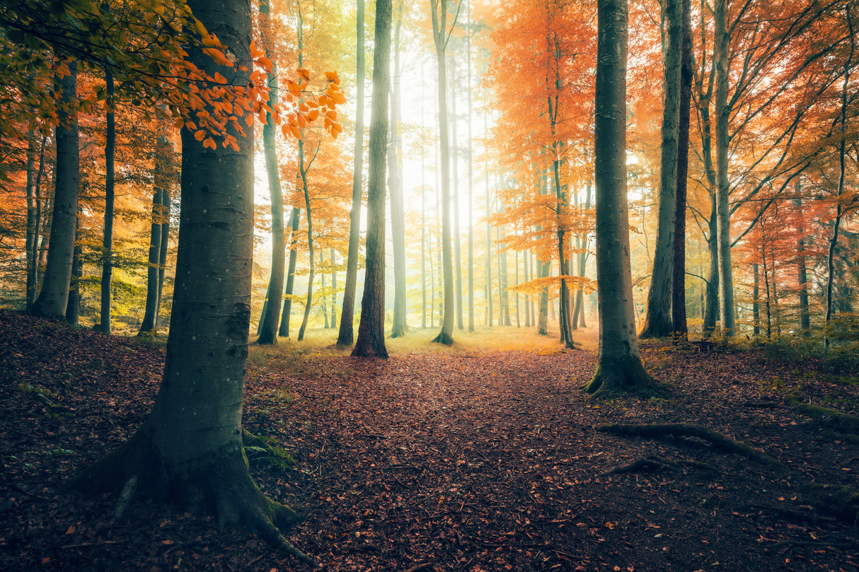 Autumn in the Woods Poster och Canvastavla