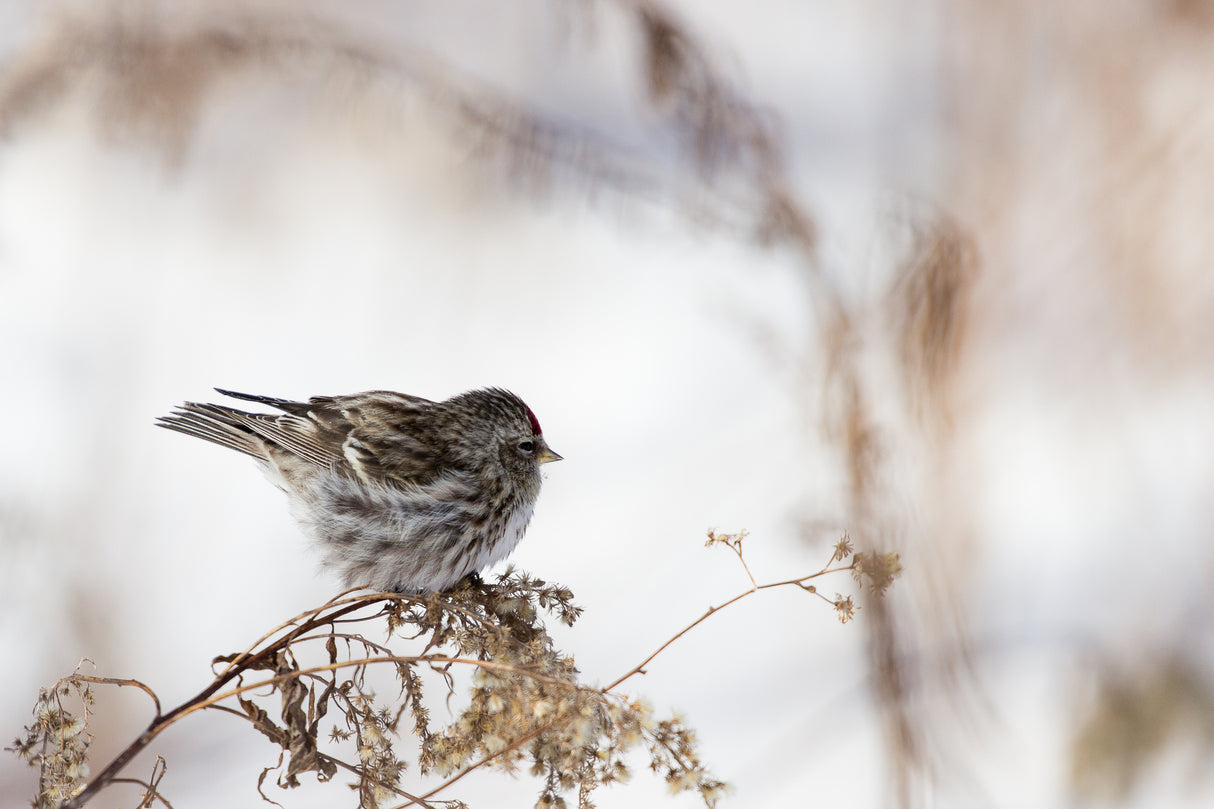 Sparrow Poster och Canvastavla