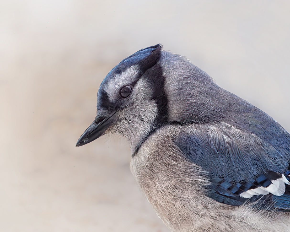 Inquisitive Blue Jay Poster och Canvastavla