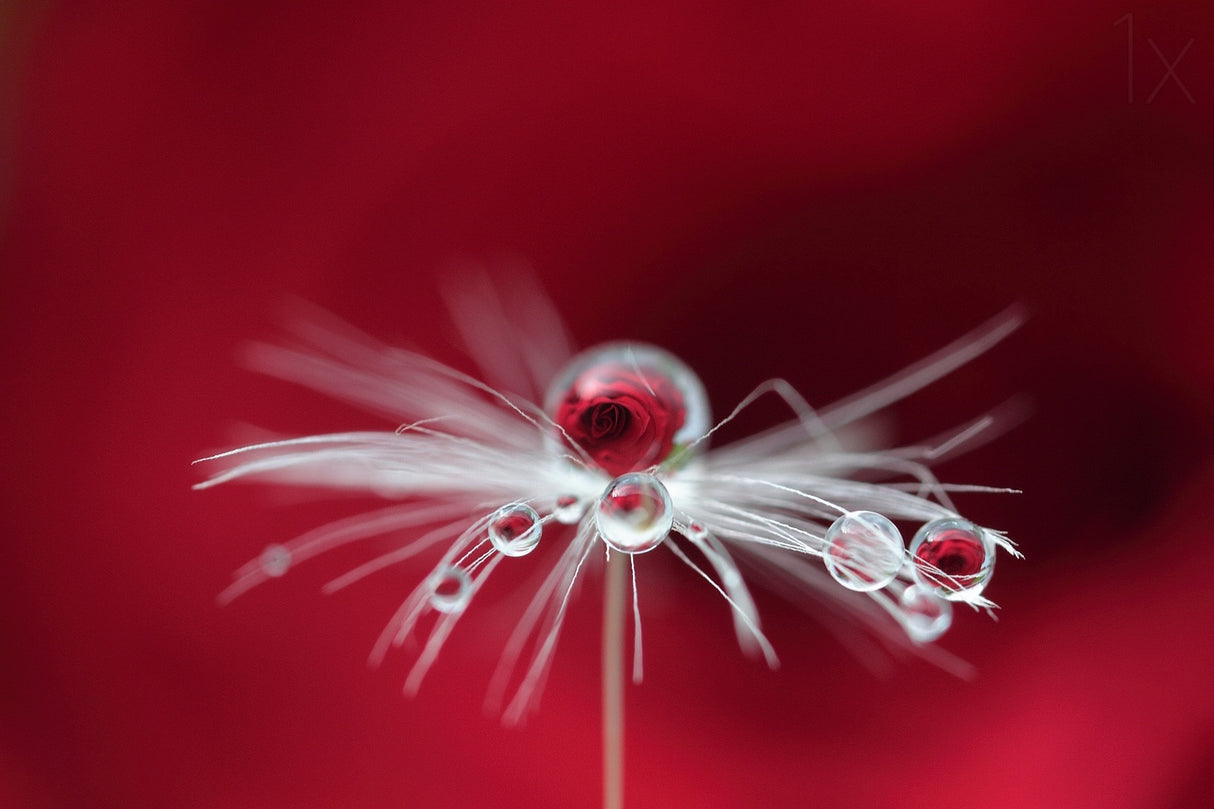 Goutte de rose Poster och Canvastavla