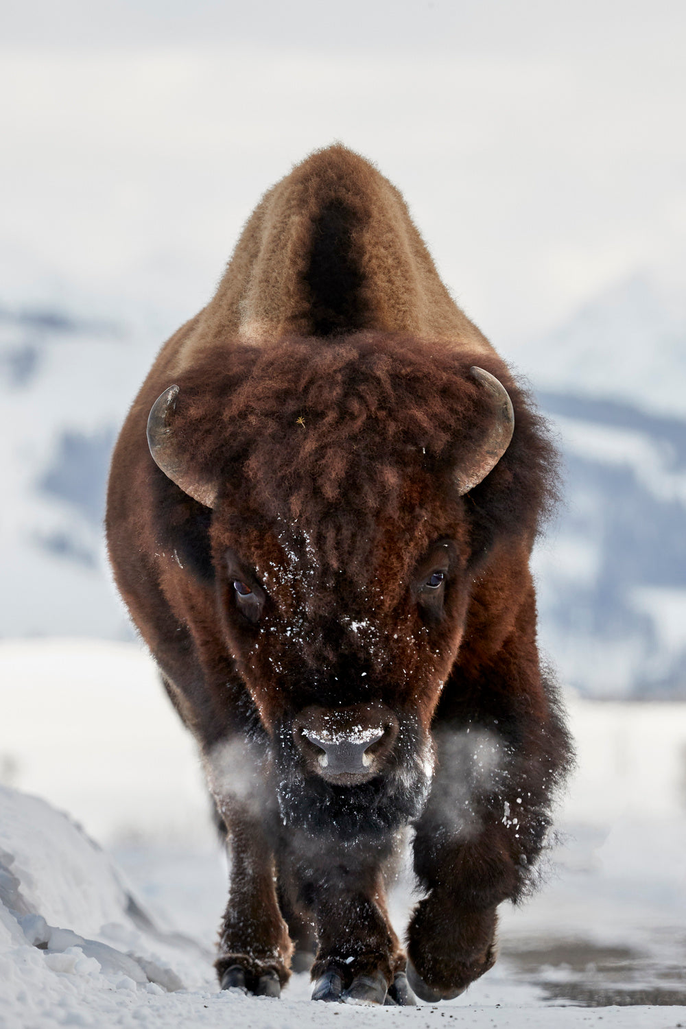 Bison Incoming Poster och Canvastavla