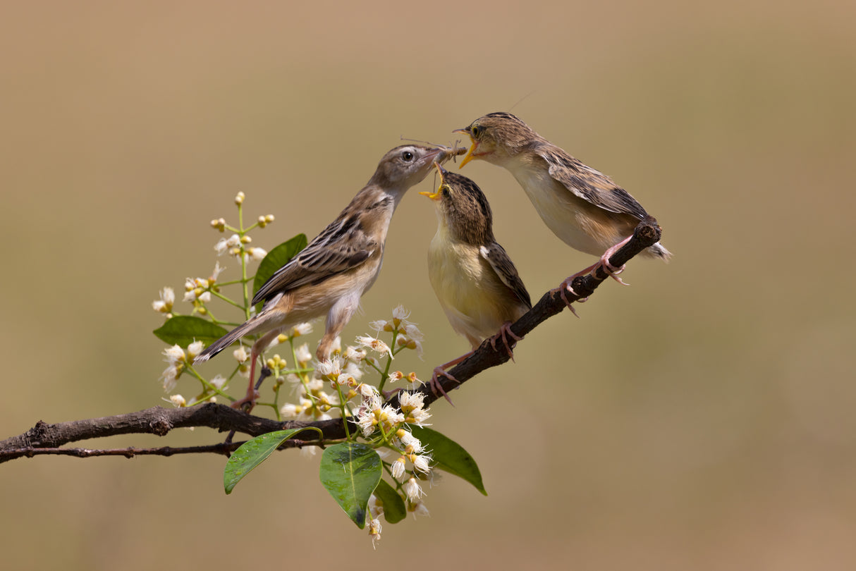 Sunbird Poster och Canvastavla