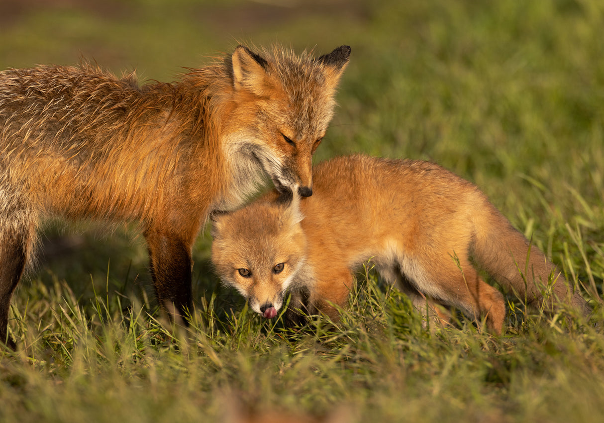 Red fox Poster och Canvastavla