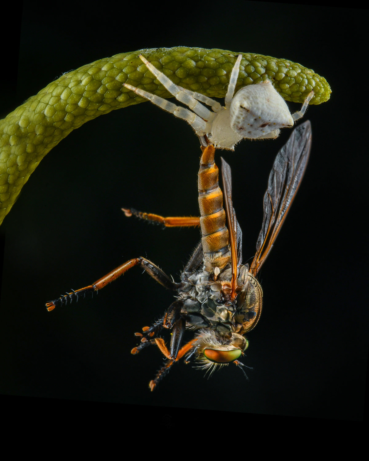 a white crab spider and a robberfly Poster och Canvastavla