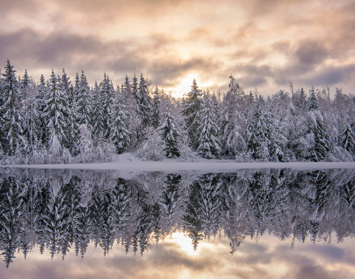 Winters reflection Poster och Canvastavla
