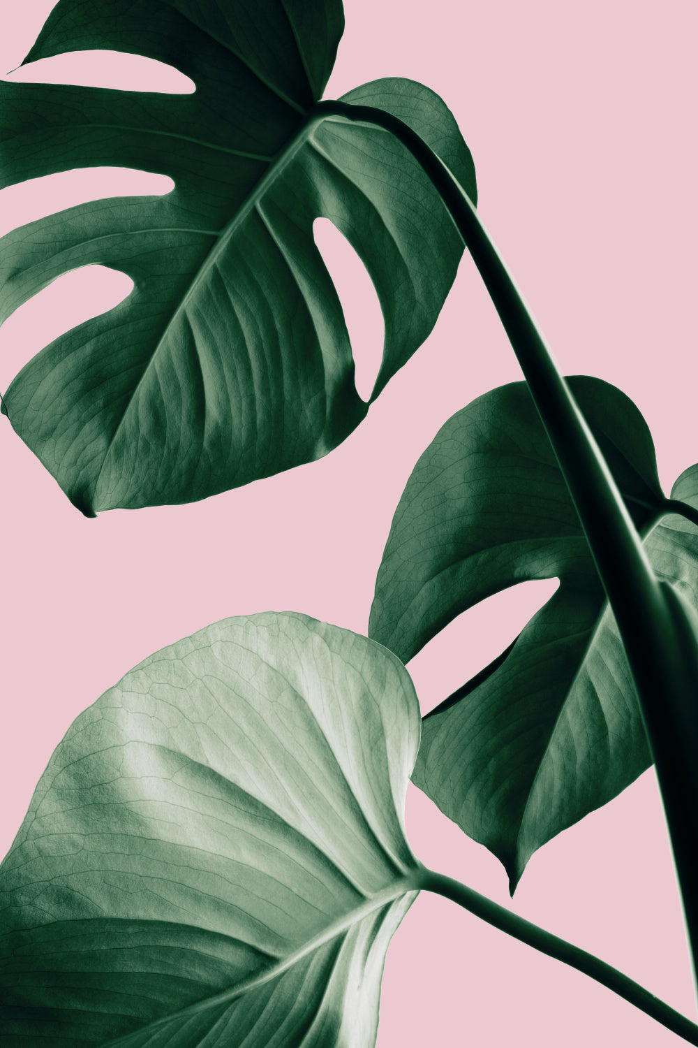 Monstera Pink No 07 Poster och Canvastavla