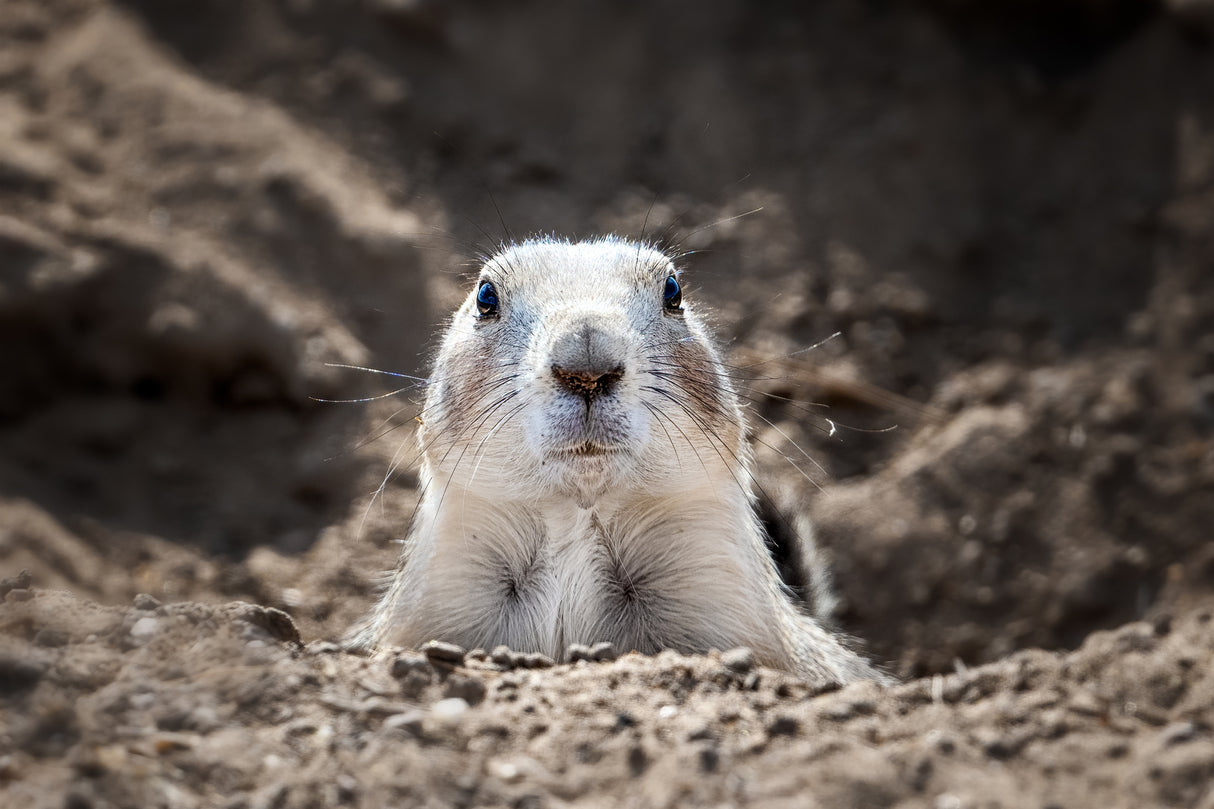 Prairie Dog Poster och Canvastavla