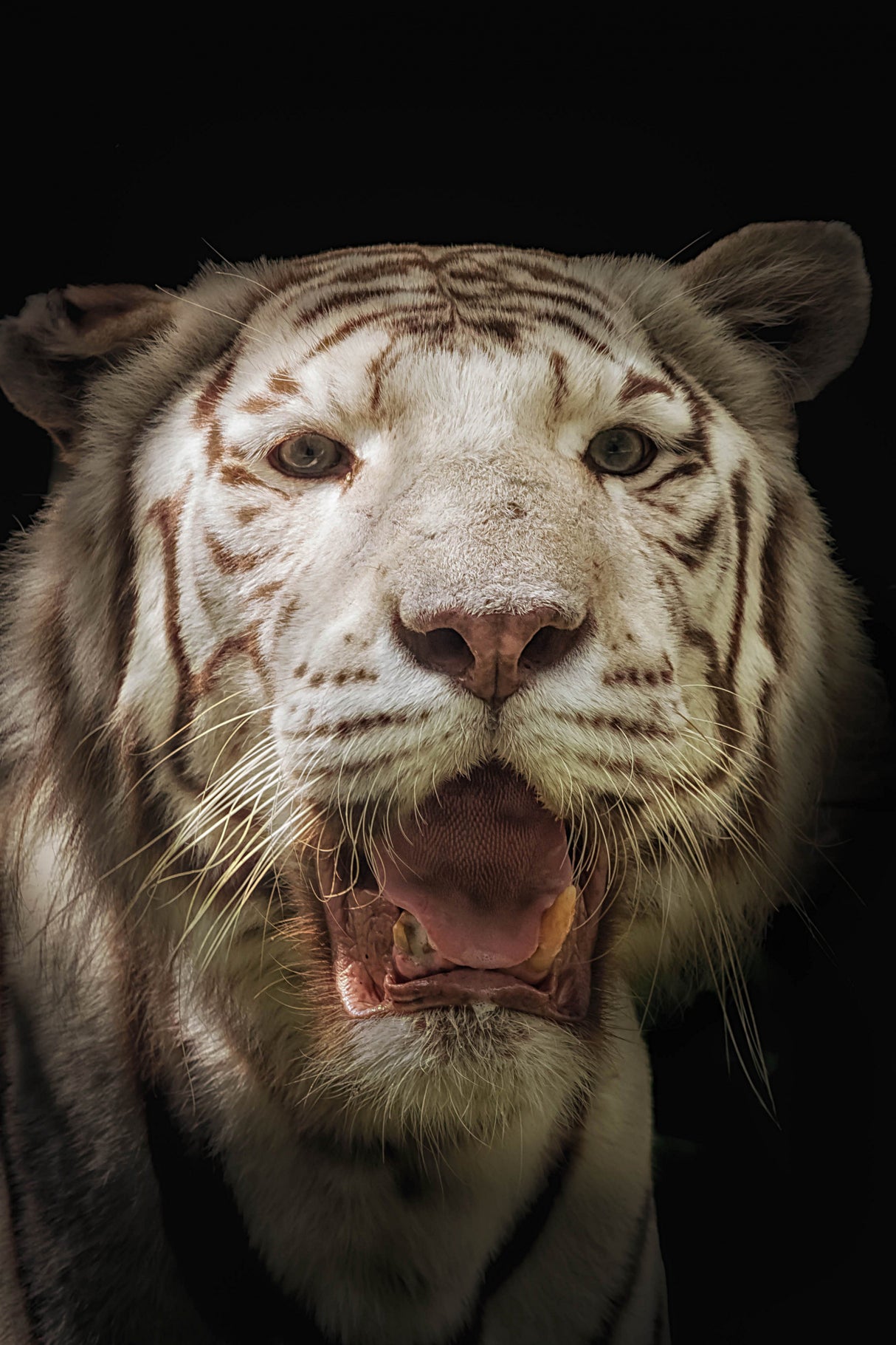 White tiger Poster och Canvastavla