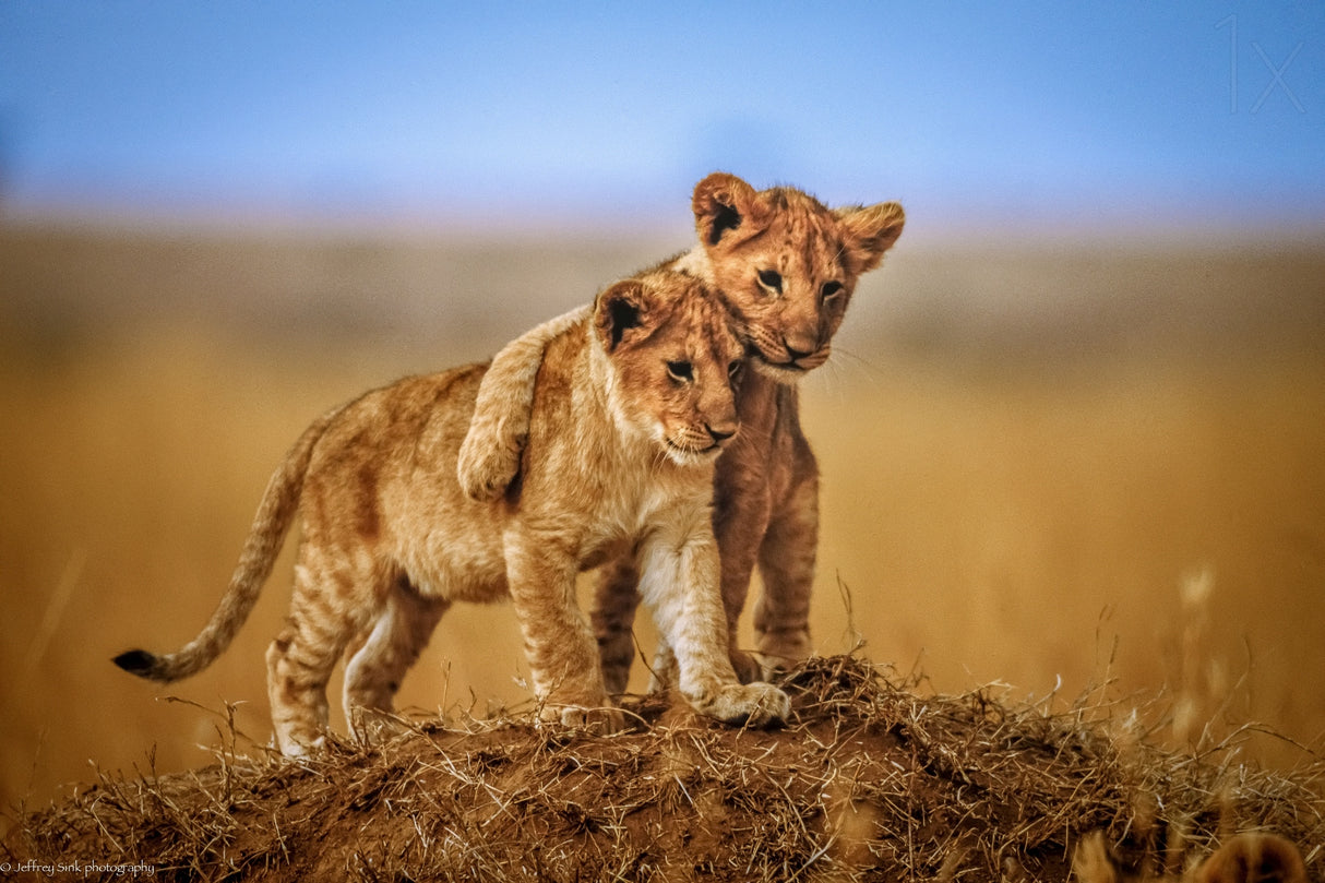 Brothers for Life Poster och Canvastavla