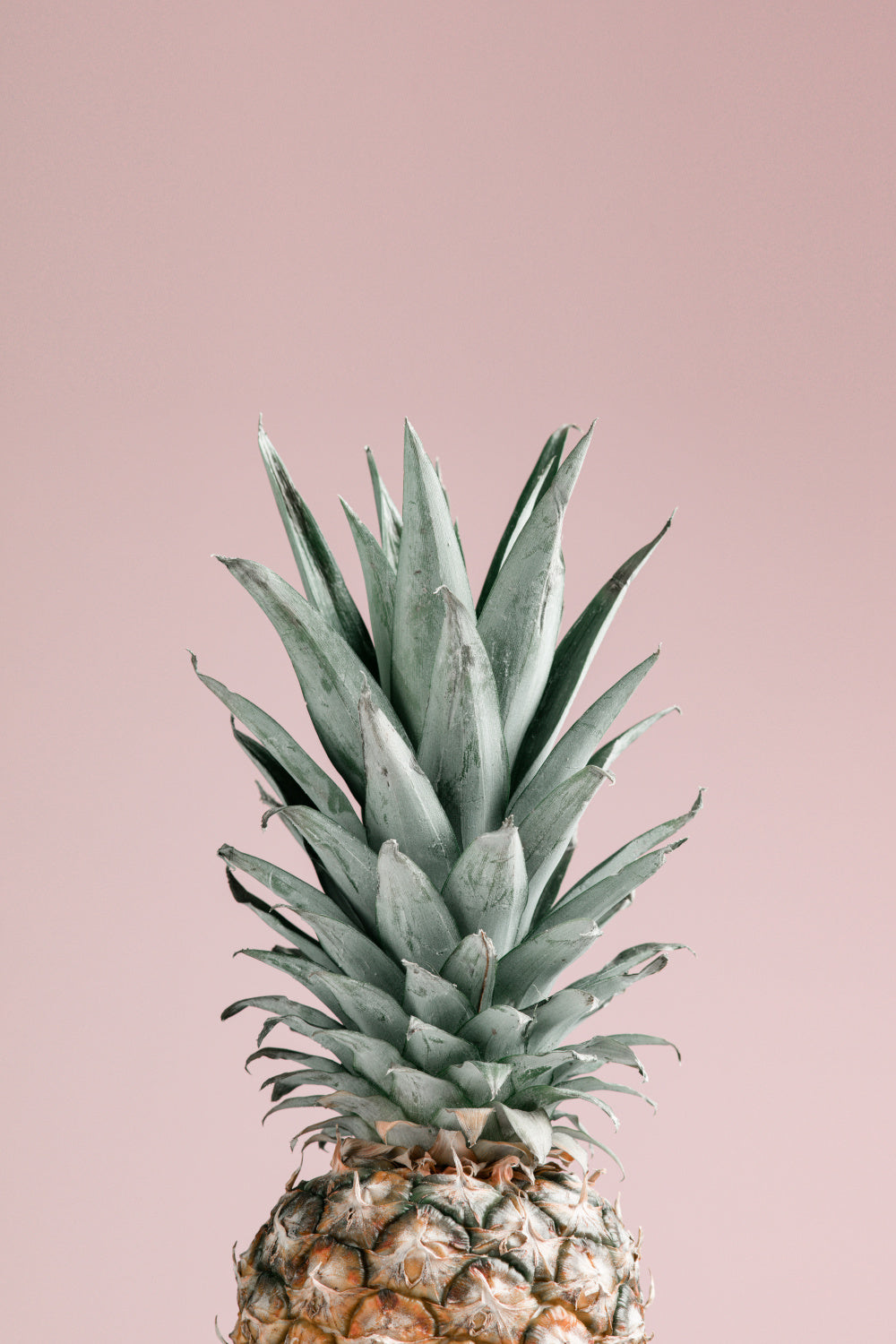 Pineapple Pink 01 Poster och Canvastavla