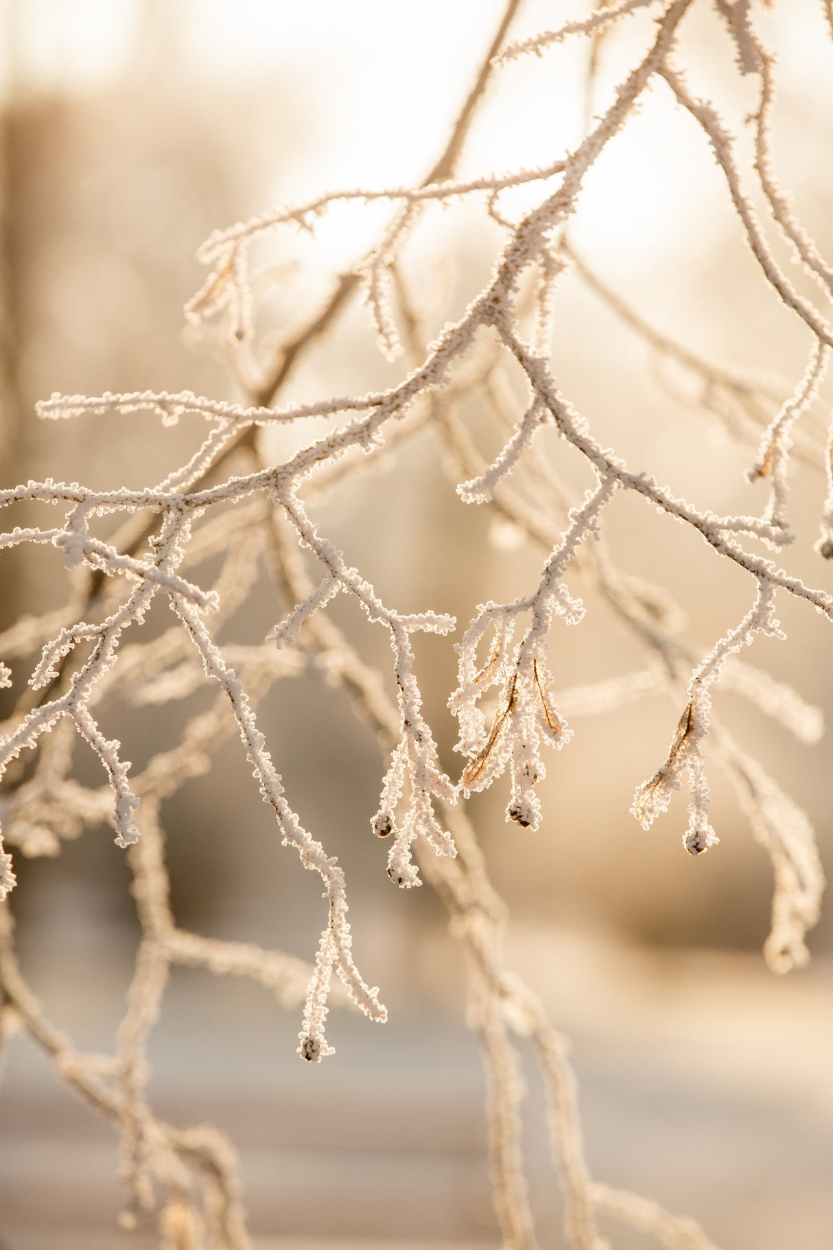 Frosty Morning 6 Poster och Canvastavla