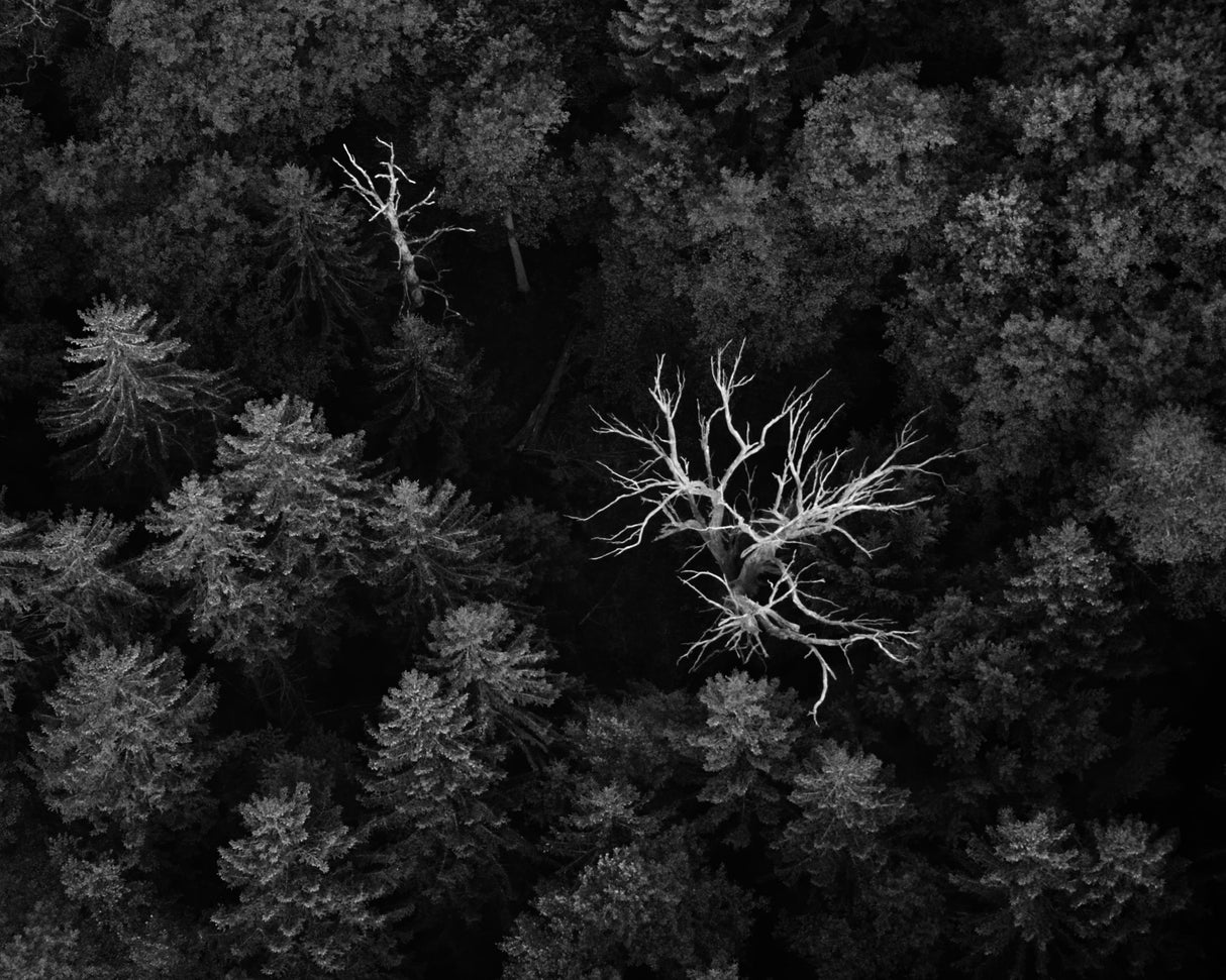 dead trees Poster och Canvastavla