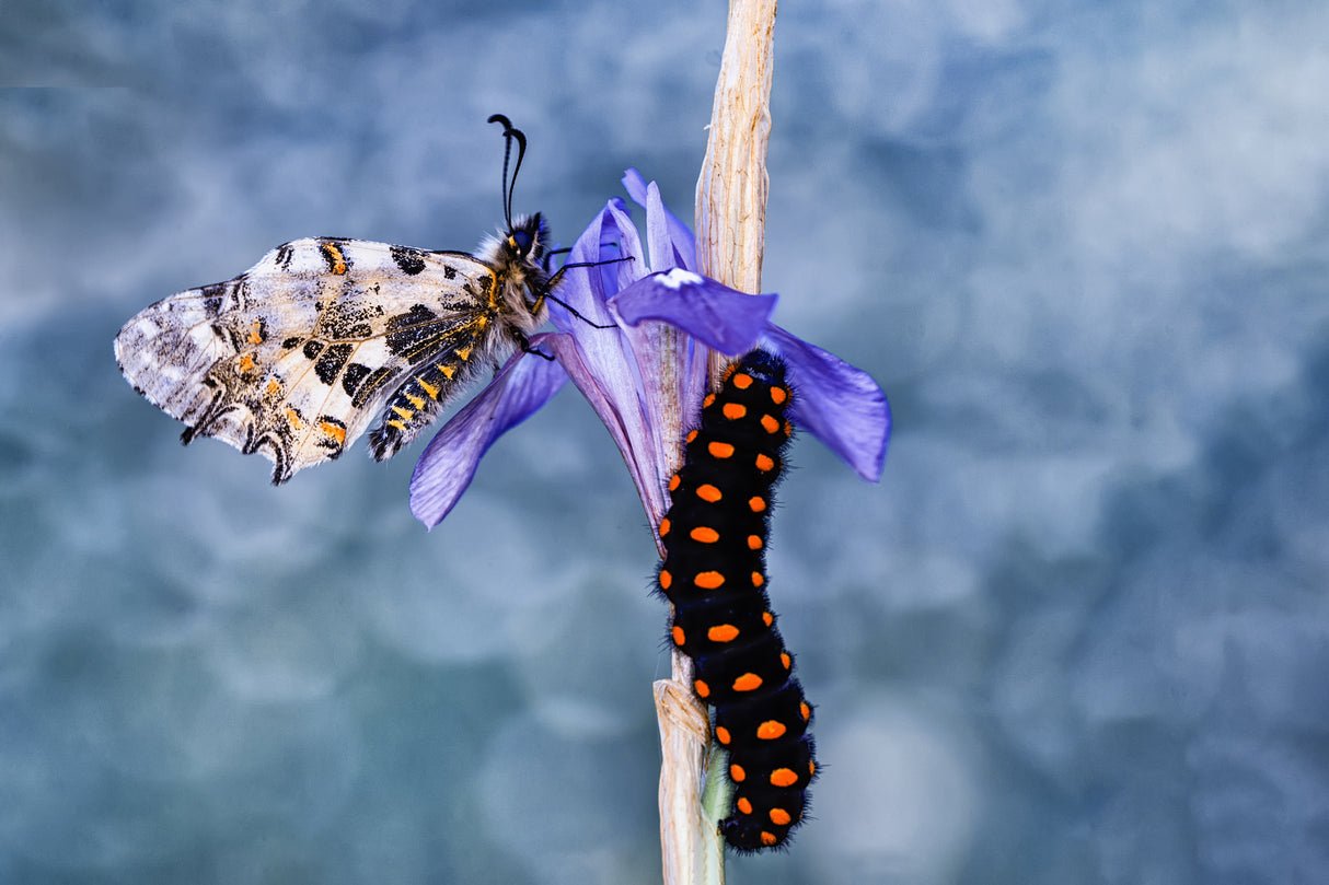 Butterfly and caterpillar Poster och Canvastavla