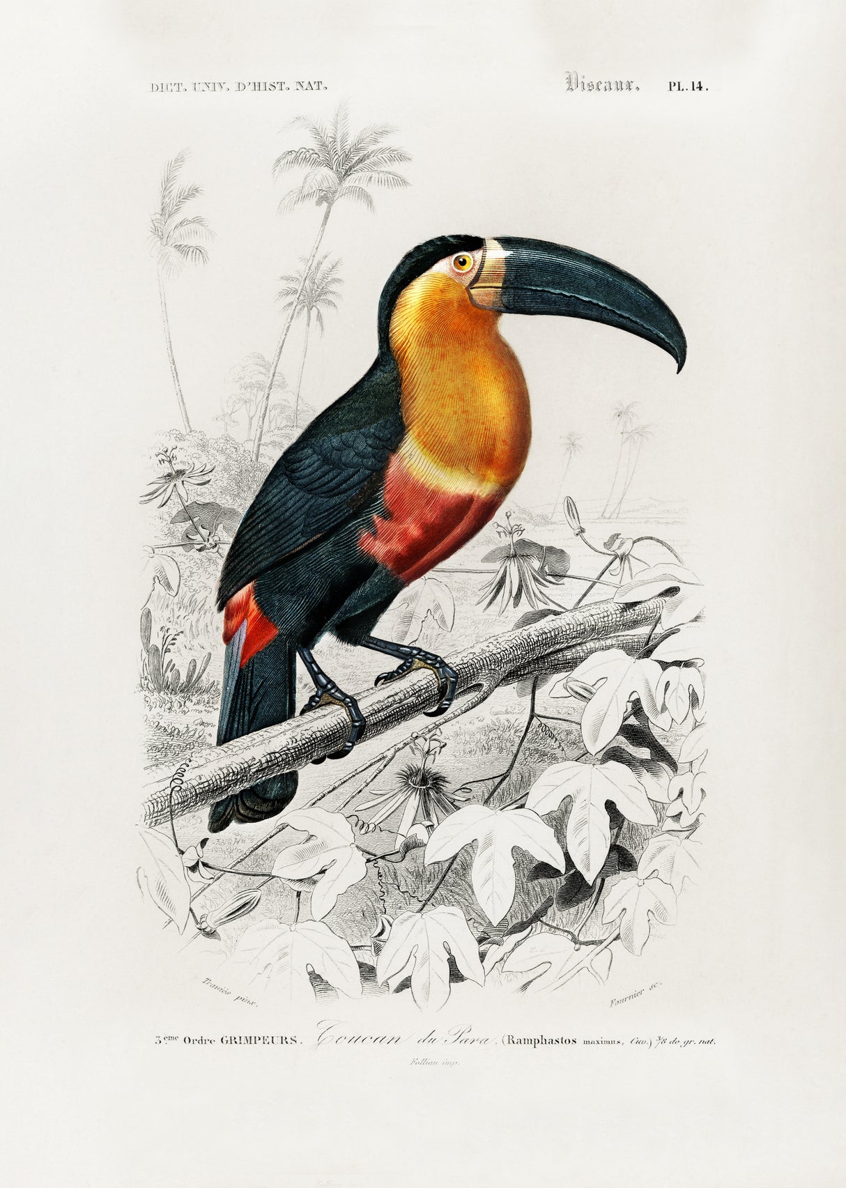 Toucan (ramphastos) Poster och Canvastavla