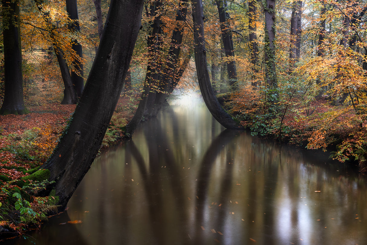 Autumn Poster och Canvastavla