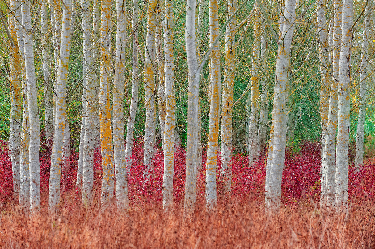 Birch forest Poster och Canvastavla