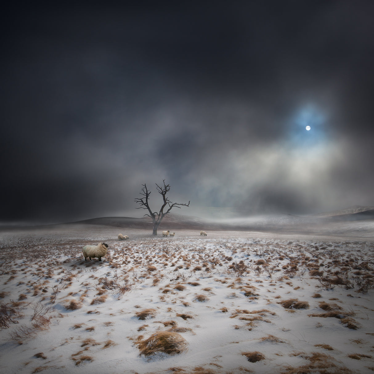 The Land OF The Midnight Sun Poster och Canvastavla